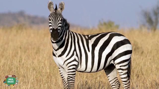 BRT 5 Mayıs 2021 Uzaktan Eğitim Okul Öncesi